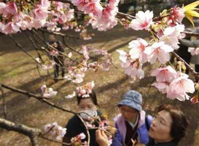 又逢“花見會(huì)” 日本迎來賞櫻熱潮