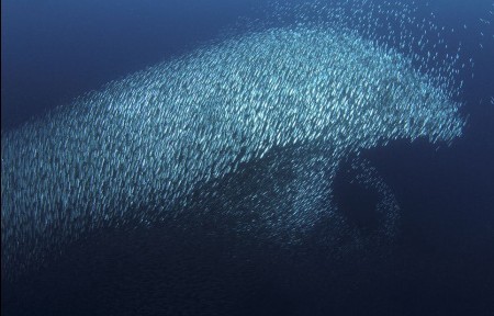 Dolphin shaped sardine shoal <BR>沙丁魚(yú)群'偽裝'海豚求生