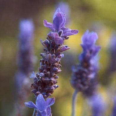 同性戀語言 lavender language