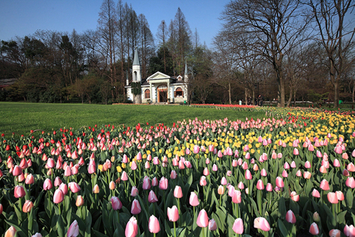 Lost in tulip clouds in Hangzhou