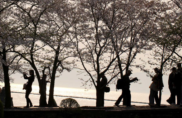 Cherry blossoms on resort of Taihu Lake