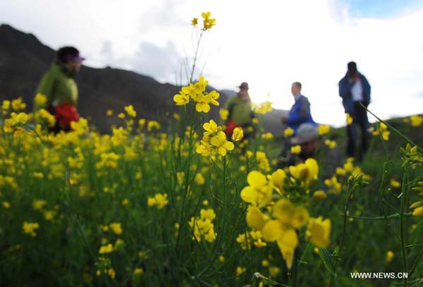 Rape flower scenery in Tibet