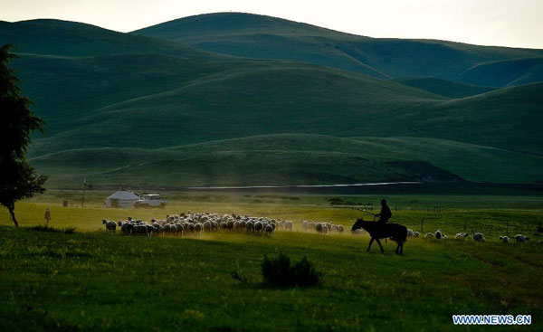 Tranquil Xilin Gol grassland in summer