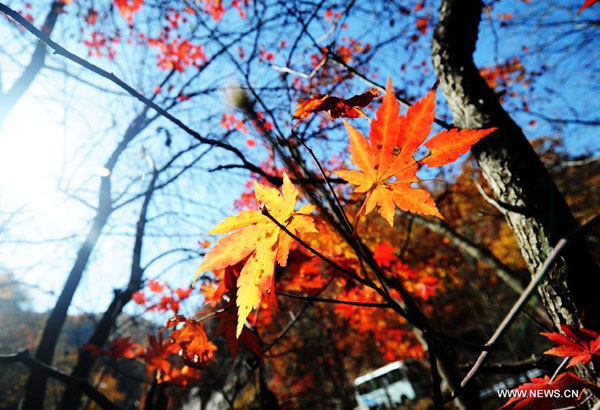 Maples on Guanmen Mountain in Benxi, NE China