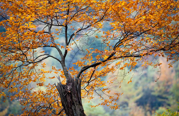 Autumn scenery of Guangwu Mountain in Nanjiang, China's Sichuan province