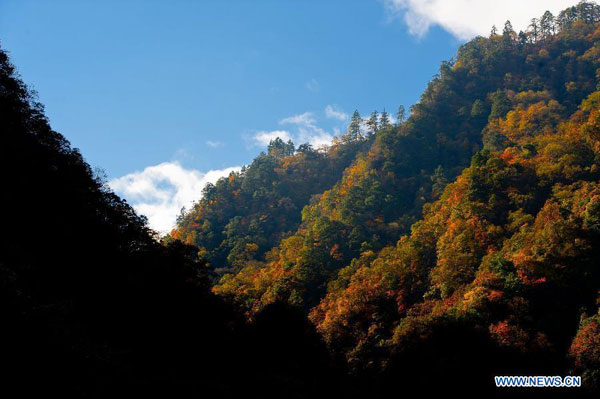 Autumn scenery of Jiajinshan National Forest Park in Sichuan