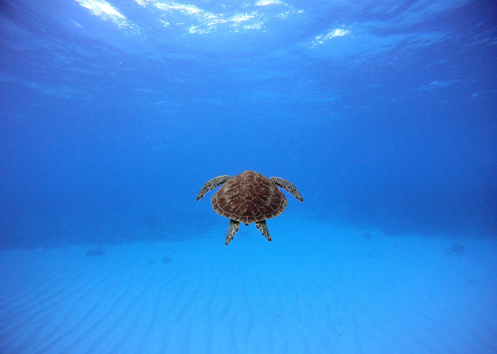 Selected photos from National Geographic Photo Contest