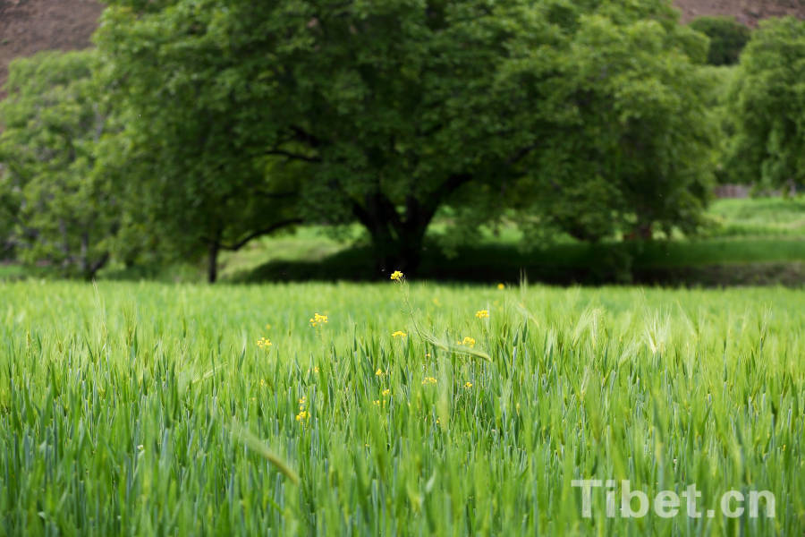 Tibetan farmers in highland barley field