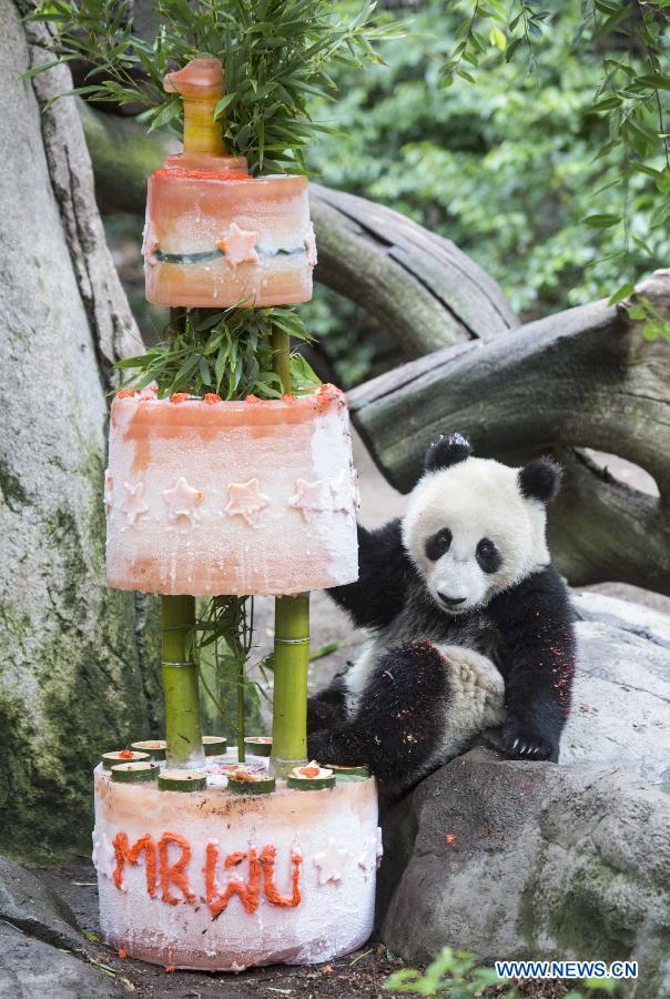 Giant panda cub celebrates 1st birthday in California