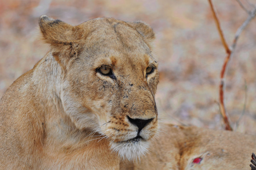 Photos: Living among lions(1)