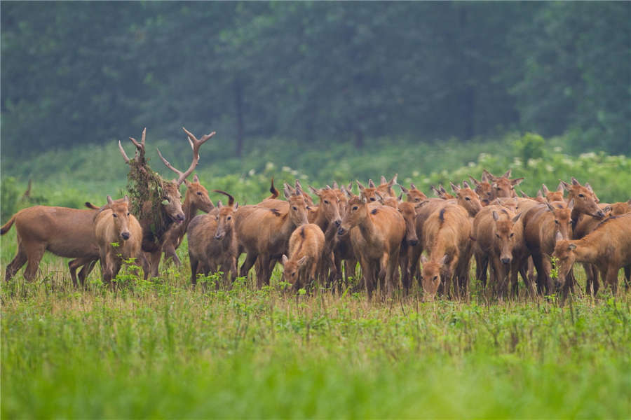 Milu deer thrive at nature reserve