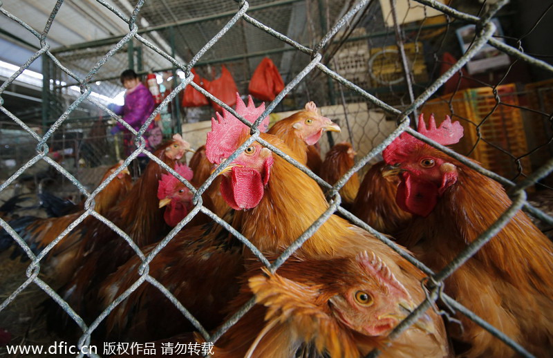 Bird flu slows poultry market