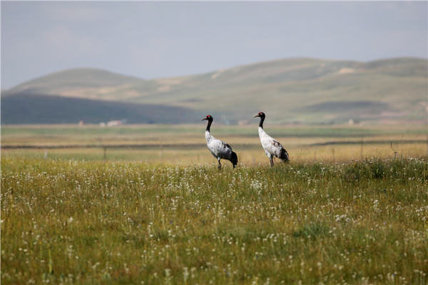 Bird preservationist on a mission