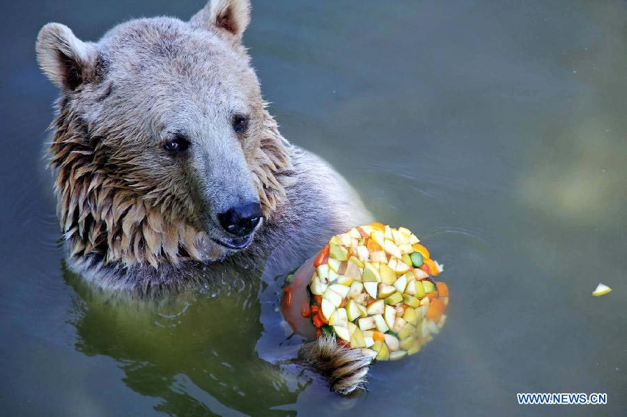 Lovely animals escape scorching heat