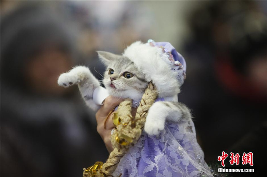 Cute cat show warms up Minsk