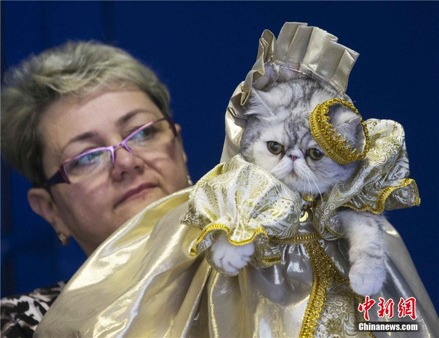 Cute cat show warms up Minsk