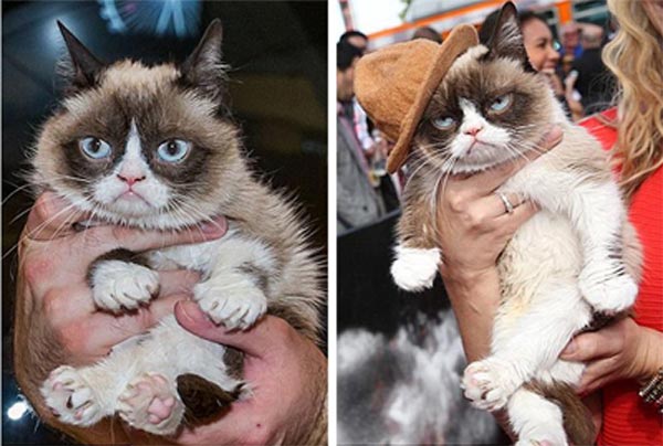 Grumpy Cat goes viral online