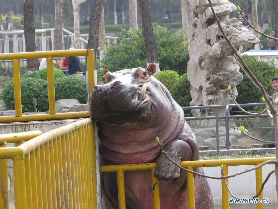 Daily life of hippos family at Jinan zoo