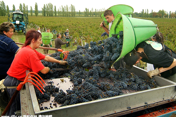 It's harvest time in Napa Valley