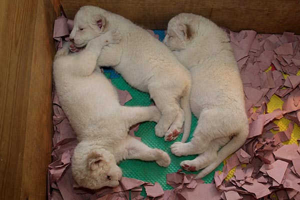 Lion cubs born in Mexico