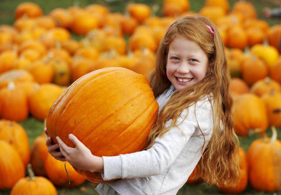 Playing in the pumpkin patch ahead of Halloween