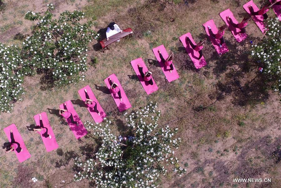 Yoga lovers practise yoga amid hawthorn blossoms in Hebei