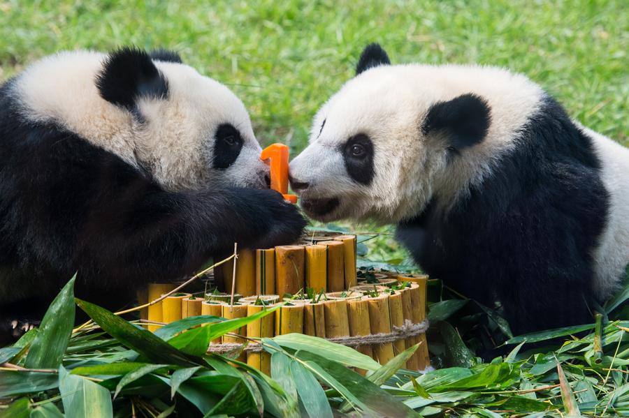 Twin panda cubs celebrate upcoming first birthday in Macao