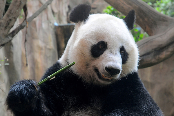 Captive panda population reaches 520 worldwide