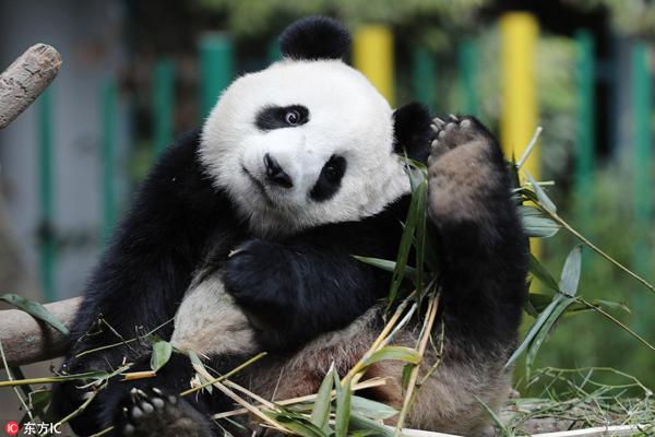 Captive panda population reaches 520 worldwide