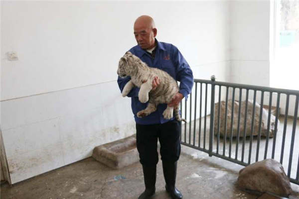 Taiyuan Zoo sets up 'white tiger kindergarten'