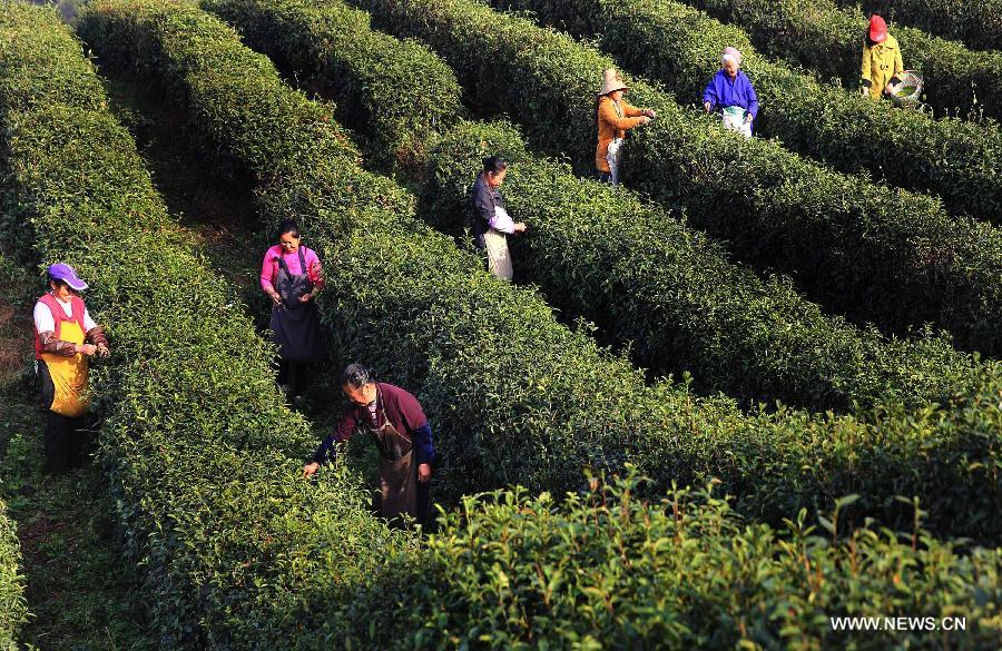 Farmers pick tea leaves early to ensure best taste