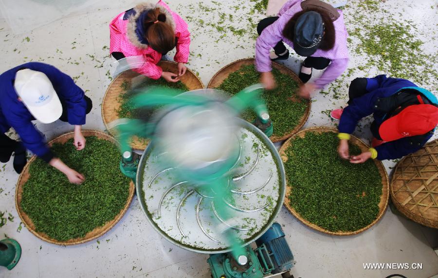 Farmers pick tea leaves early to ensure best taste