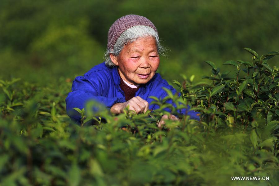 Farmers pick tea leaves early to ensure best taste