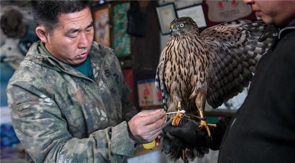 Manchu falconry culture turns to protection