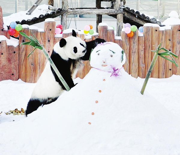 NE pandas busy for Spring Festival