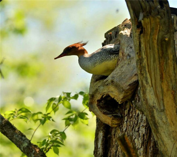 Building homes for rare birds