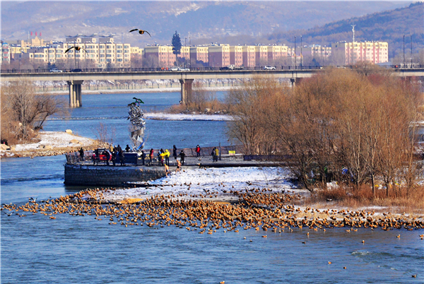 Thousands of wild ducks flock to Changbai Island in Jilin