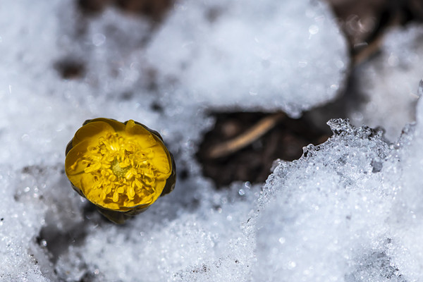 Adonis amurensis flowers bloom in Jilin