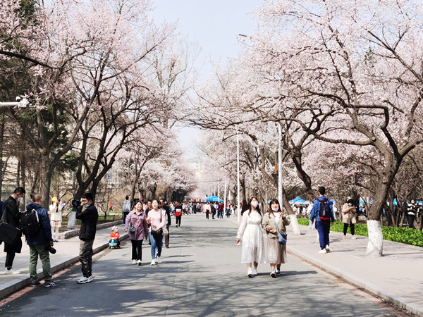 Apricot flower cultural festival opens at Jilin University