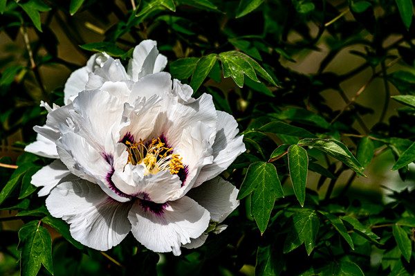 Peony flowers in full bloom in Changchun garden