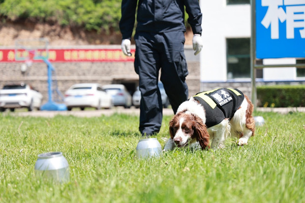 Border police partner up with man's best friend