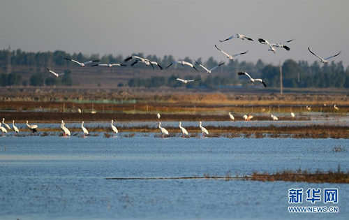 Jilin Momoge: white crane paradise