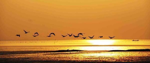 Migratory birds enjoy winter in E China wetland