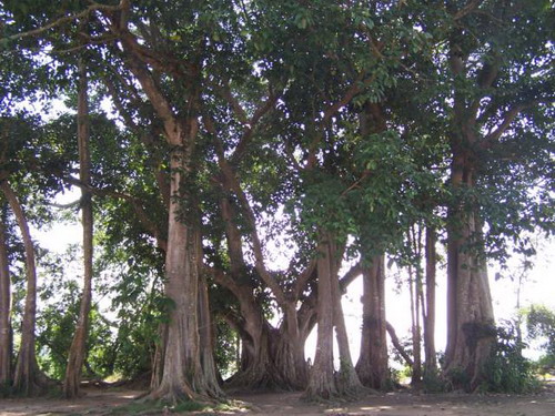 King of Banyan