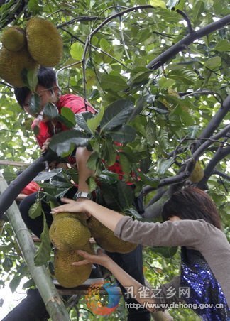 Street fruit picking