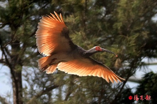 Rare animals arrive in Xi'an