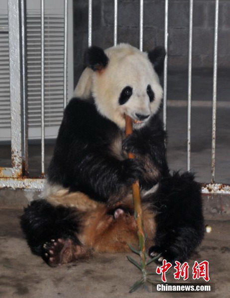 Cute pandas rolling over in new home