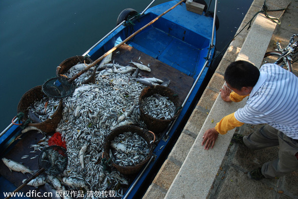 Dead fish float on Yundang Lake after Typhoon Matmo