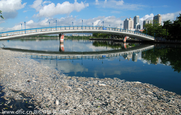 Dead fish float on Yundang Lake after Typhoon Matmo