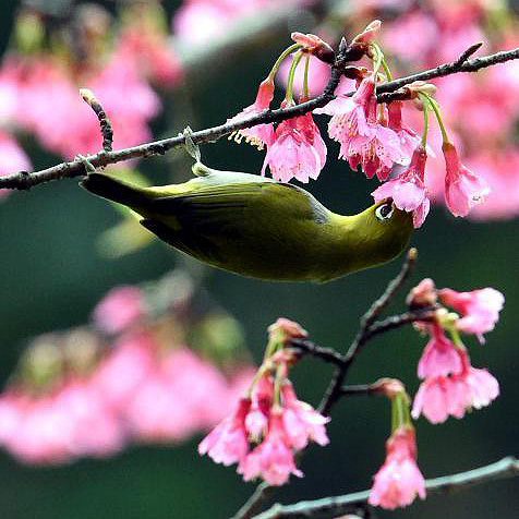 Nature's painting of flower and bird